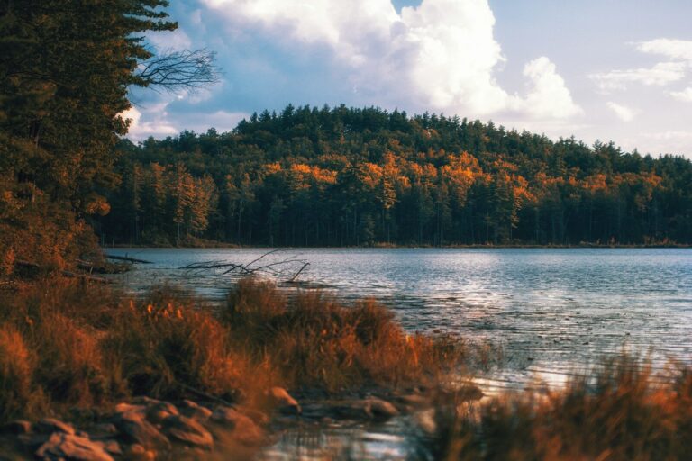 A lake surrounded by trees in autumn
